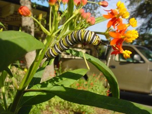 Milkweed-MonarchLarva1