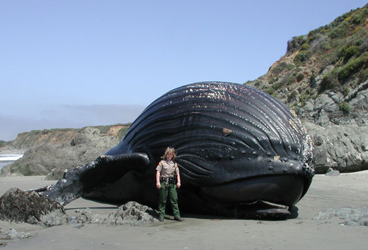 baleen whale double