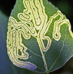 Leaf Miner