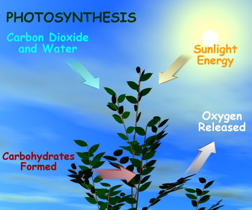 Photosynthesis