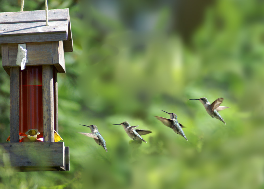 picture-animal-Hummingbird-landing-creativity